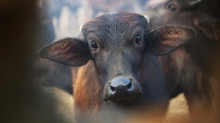 Warning Graphic Footage - Mass beheading of animals at Nepal’s Gadhimai festival.