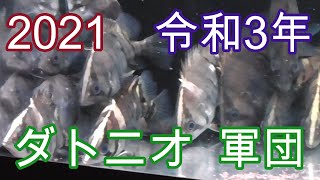 2021年、ダトニオプラスワン軍団のお披露目だ!!!【熱帯魚,アクアリウム,観賞魚,タイガーフィッシュ,混泳】