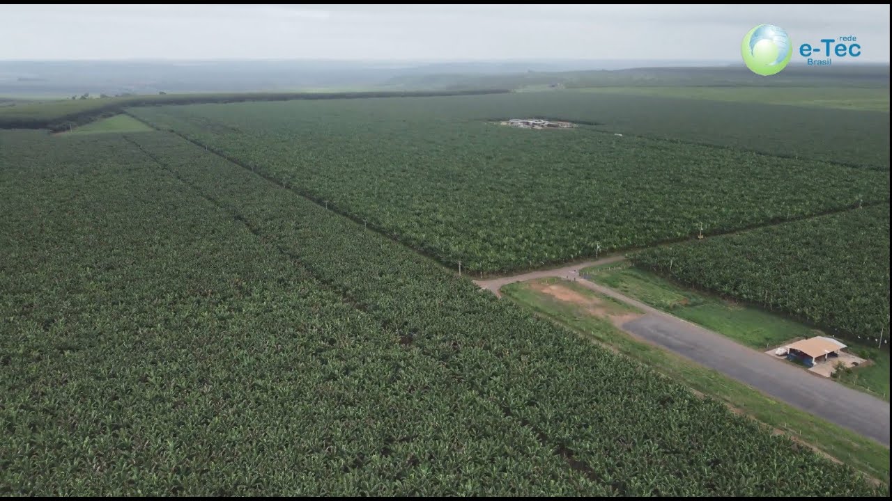 SÍTIO DA SERRA -  PRODUÇÃO DE BANANAS!