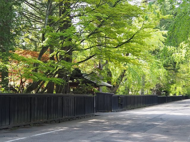 2023年　角館の新緑　5月4日