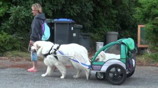 Their dog who has dwarfism and mobility issues had to be left behind when they took walks