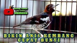 Download lagu MEMBANTU ANIS KEMBANG BUNYI DIPAGI HARI, PANCINGAN ANIS KEMBANG PAGI HARI mp3