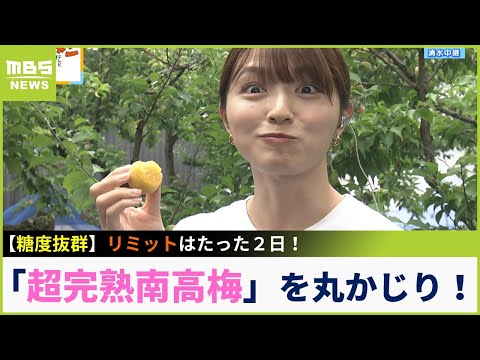【中継】消費期限は２日！？激レア＆芳醇な『超完熟南高梅』　生で食べると「とても甘くてジューシー」　こだわりの梅干しにも注目！（2023年6月1日）