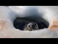 Weddell seal pup at breathing hole