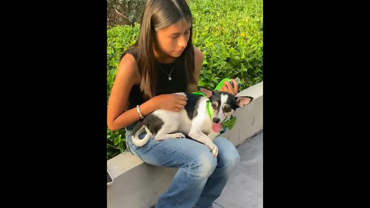 Enlarge Dash, a Adoptable mixed breed in Gig Harbor, WA video 5/6