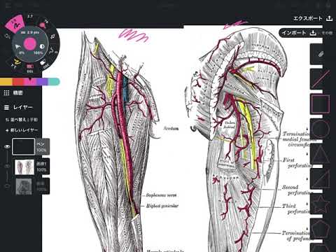 股関節の筋肉や神経、血管の解剖学を解説してみた
