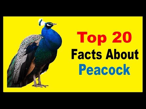 download lagu mp3 mp4 What Peacock Eats, download lagu What Peacock Eats gratis, unduh video klip What Peacock Eats