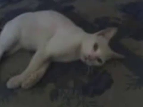 jonatase xanito e neguinho e daniella