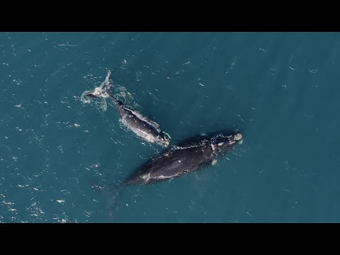 Trailer ¿CUÁNTO VALE UNA BALLENA? I Naturaleza del Mundo PEFF 2021
