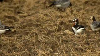 preview picture of video 'Red-breasted Goose in Parikkala 2009'