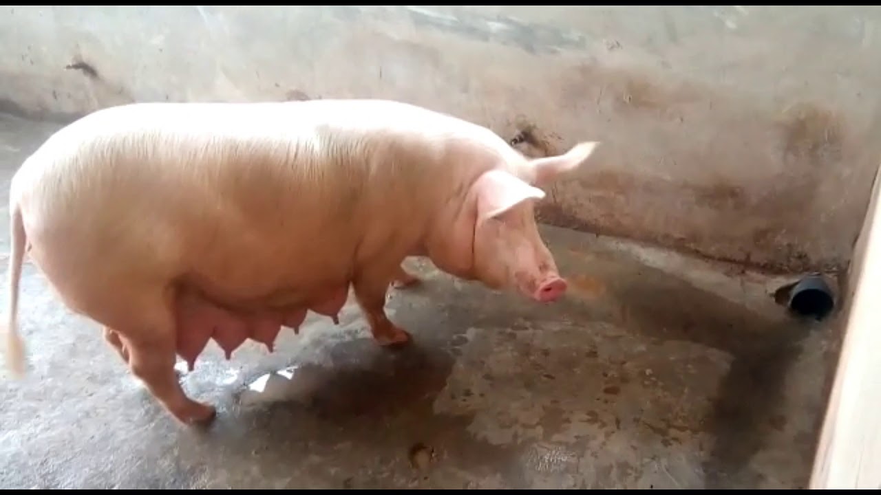 When Is The Right Time To Wean PIGLETS? | JoJo's Farm Vlog 26