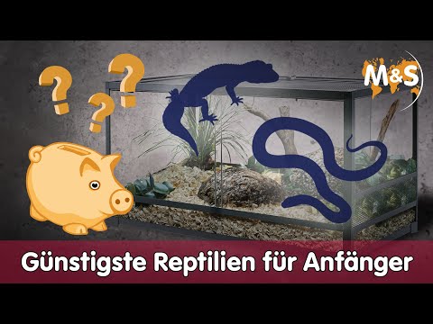 💶 Günstigste Reptilienart für Anfänger 🤑