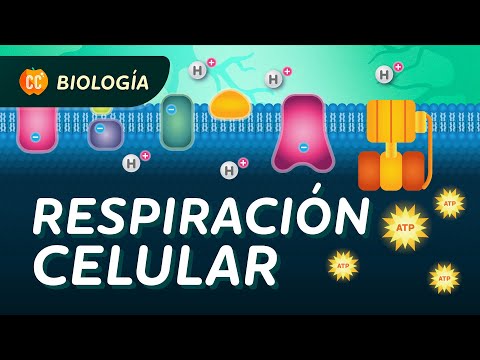 Respiración celular: Crash Course Biología #27