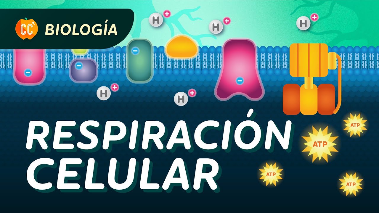 Respiración celular: Crash Course Biología #27