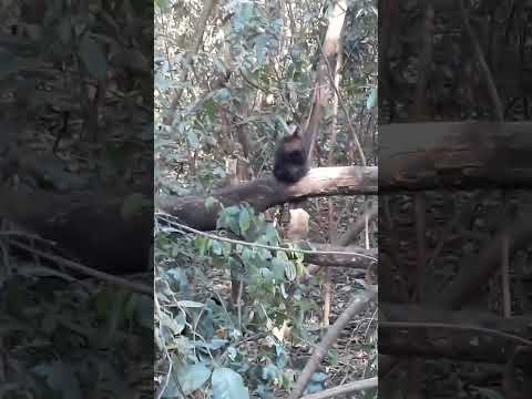 Horto florestal de assis chateaubriand Paraná