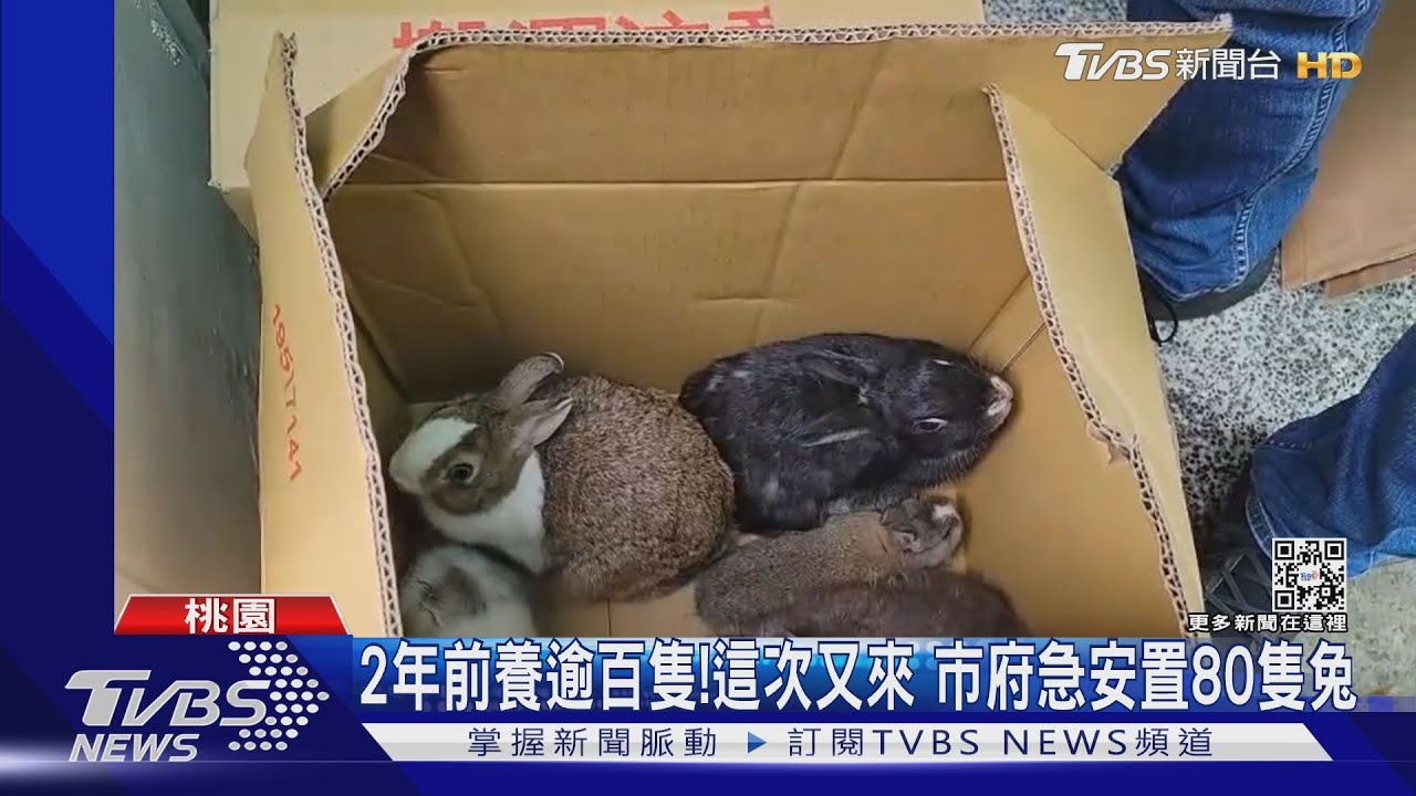 民宅變兔窩! 男「養80隻兔」 環境髒亂飄異味