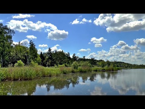 湿地の秘密。UMDにおける環境脅威の解決策の発見 (The Secret Life of Wetlands: Finding Solutions to Environmental Threats at UMD)