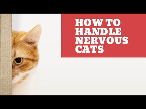 How to Handle Nervous Cats - Tips to Keep Your Feline Calm