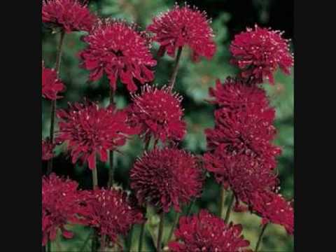 Ciuri Ciuri - Roy Paci & Aretuska