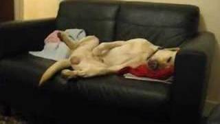 Labrador dog having sexy dream