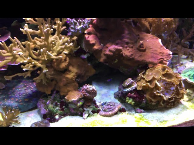 180 Gallon Mixed Reef Update & Possible New Project? 