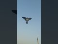 Big Eagle Kite Flying