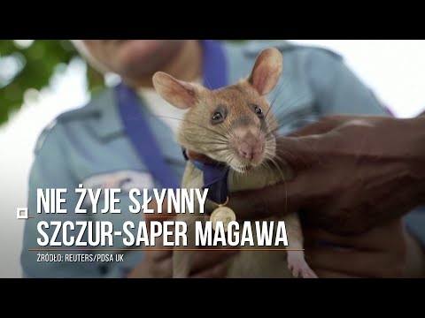Nie żyje słynny szczur-saper. Magawa wytropił prawie 100 bomb w Kambodży i dostał medal