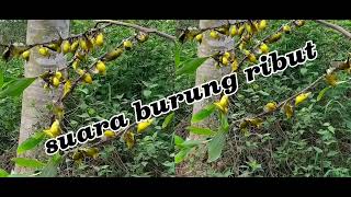 Download lagu Suara burung ribut..ampuh buat suara pikat semua jenis burcil. mp3 Download lagu Suara burung ribut..ampuh buat suara pikat semua jenis burcil. mp3