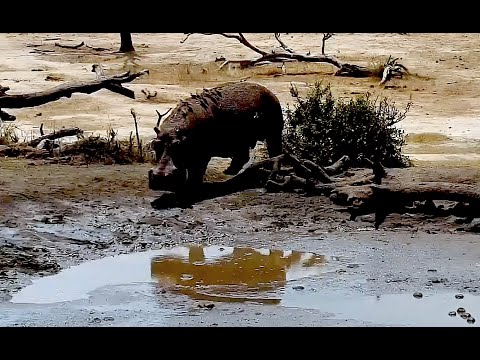 Wild Africa Steadfast Hippo didn't succumb to drought or conflicts with elephant herds Djuma 2019