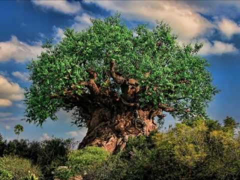 Tree of Life Area Music - Tree of Life