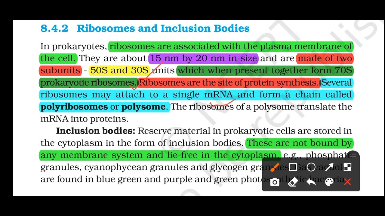 Ribosome & inclusion bodies-NCERT lines extracted-part-5-cell the unit of life