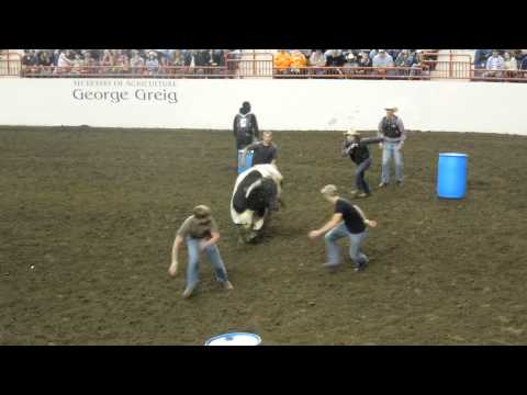 Bull Ride Mania {{BULL HOCKEY}}