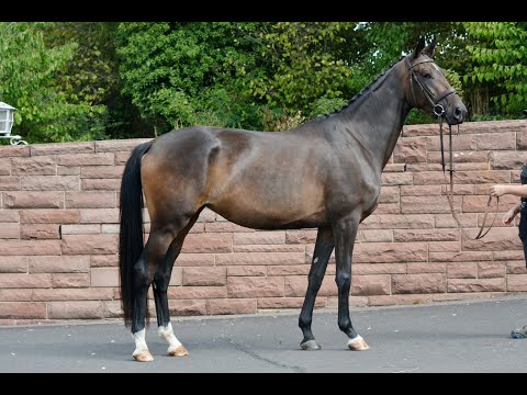 Verkaufspferd Sonate von Touch my Heart-E.H. Sixtus