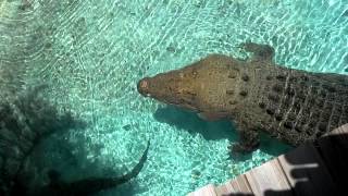 Download lagu 16 ft Saltwater Crocodile Jumping for Hat mp3
