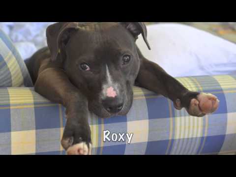 Dogs- Washington Humane Society Version- Doug Ratner & The Watchmen