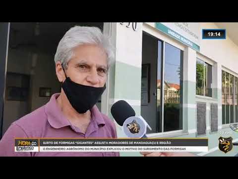 Surgimento de formigas 