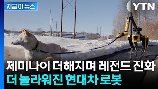 개 산책시키는 로봇개...감탄만 나오는 현대차 로봇 성능 [지금이뉴스] / YTN
