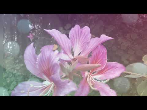 THE WORLD OF FLOWERS FROM RUSSIA ❤️ AND HONGKONG