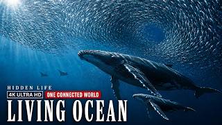 The Living Ocean: How Marine Life Survives, Moves and Connects Across 