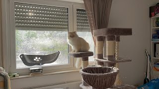 Chuva forte 🌧️ e os gatos 🐱