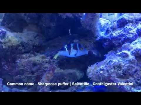 Tarquin the Valentini pufferfish (Canthigaster Valentini)