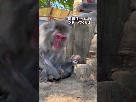 エロイ・デ・ヨング:「マキシマム・パワー」は舞台裏で猿を観察した