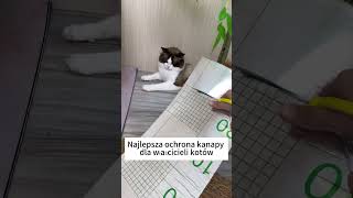 Skuteczna ochrona sofy przed pazurami kota