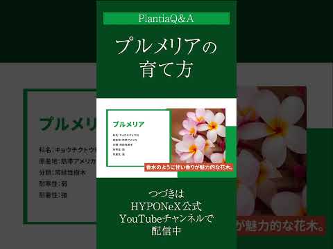 なぜ芳香植物や薬用植物を庭で育てるのでしょうか?  庭園
