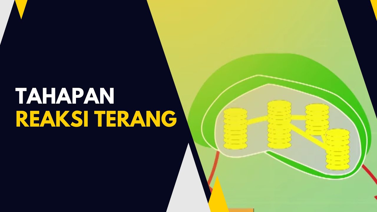 Bagaimanakah Tahapan Reaksi Terang