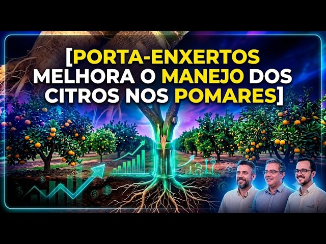 Porta-enxertos melhora o manejo dos citros nos pomares.
