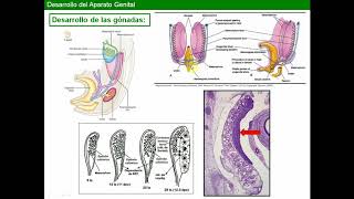Desarrollo Urogenital