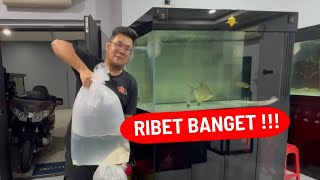RIBET !!! UNTUK KEDATANGAN IKAN PREDATOR ALBINO SUPER LANGKA DI MARKAS JAMM VLOG