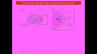 T06_26_Genes_Desarrollo_Eje_AP _Parte 1