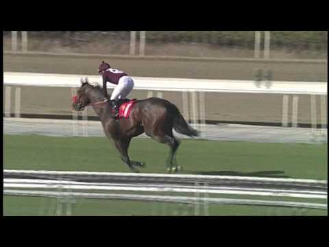 Tiz Flirtatious wins the John Deere Cal Cap Distaff Race 6